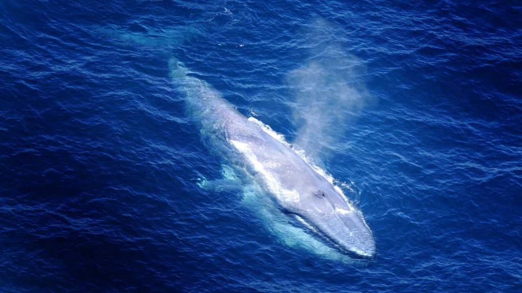 Blue Whales Are Making A Big Comeback, We Think - Grist