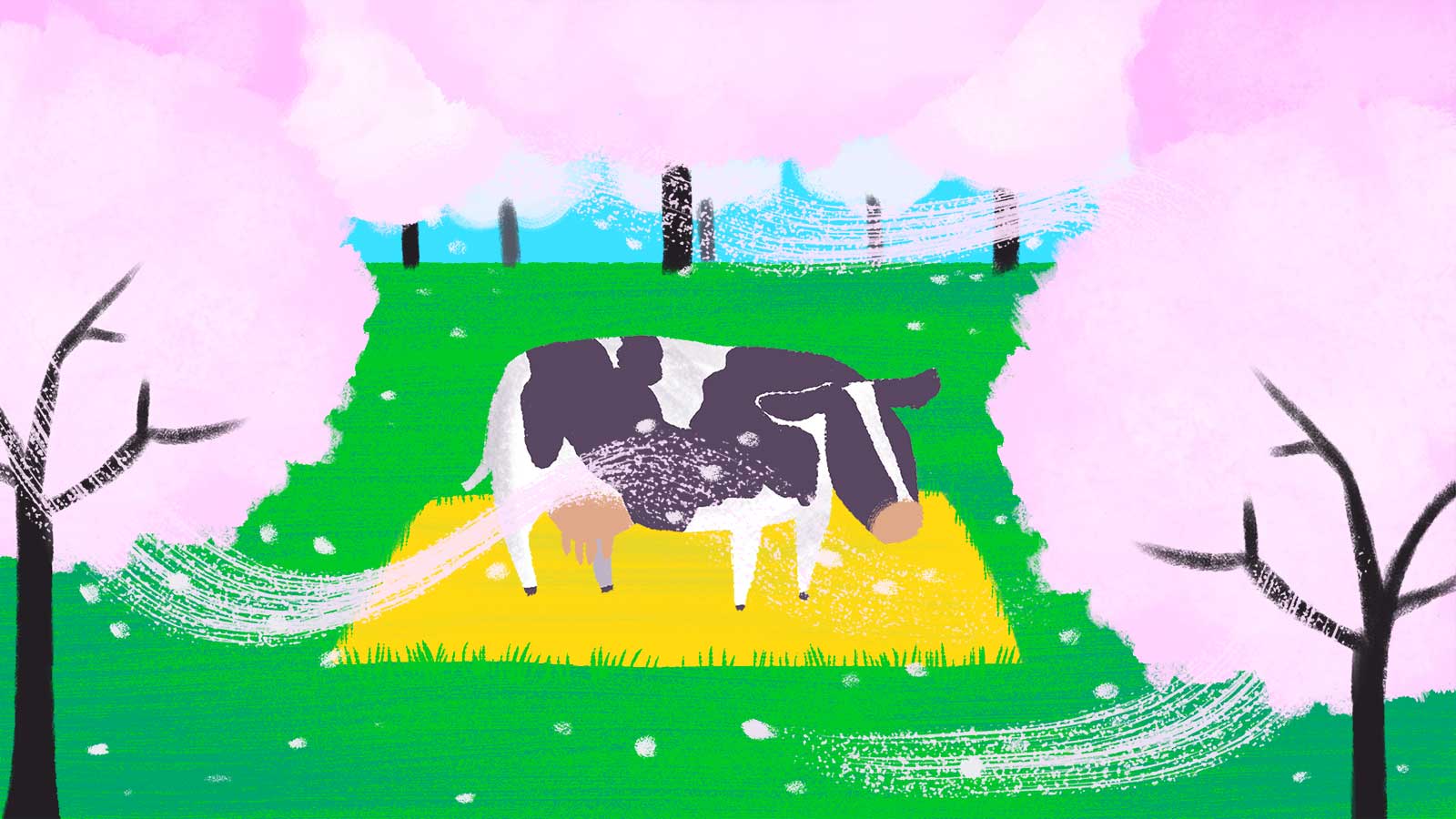 Almond orchard with lone cow