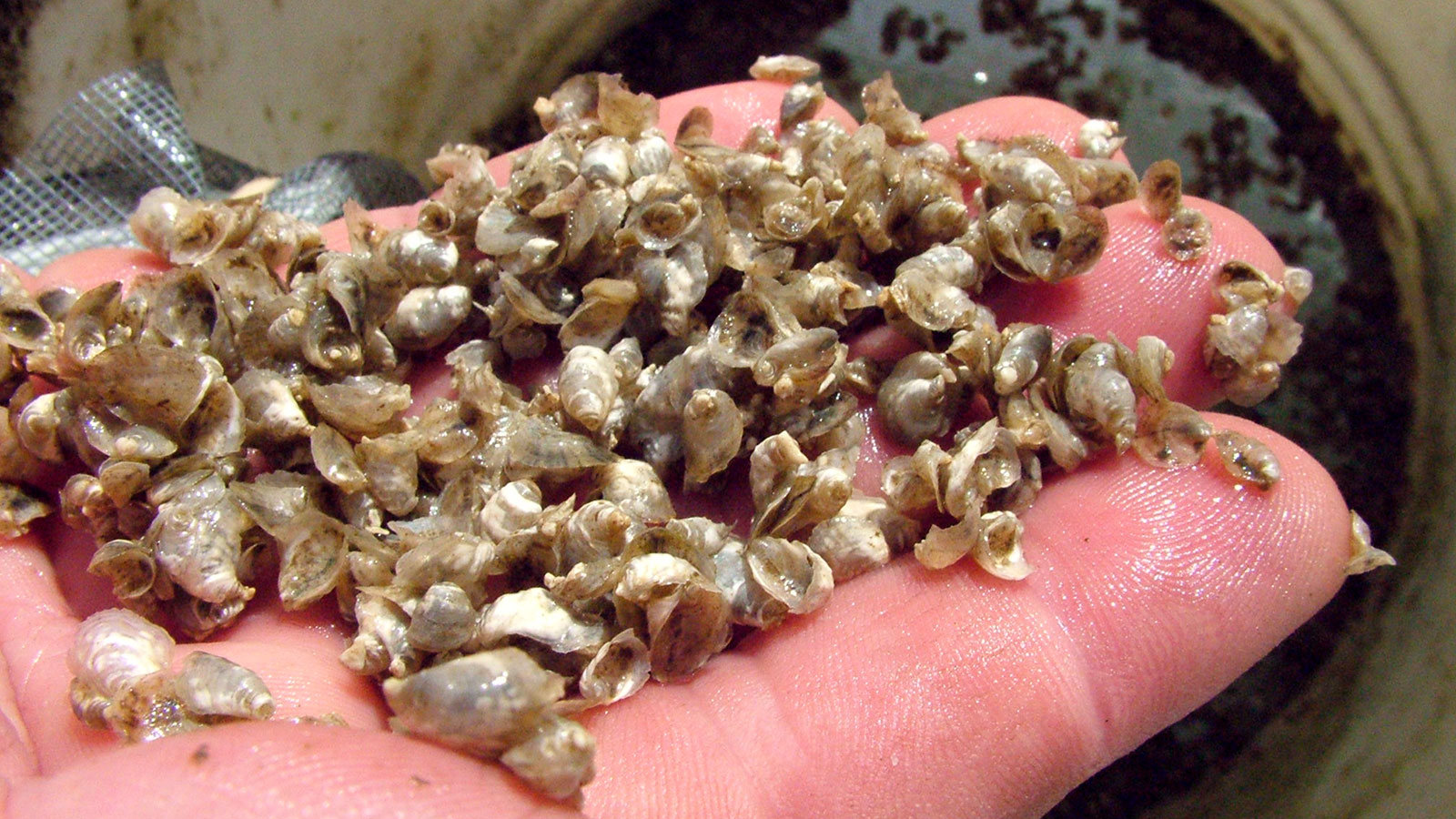 Baby oysters