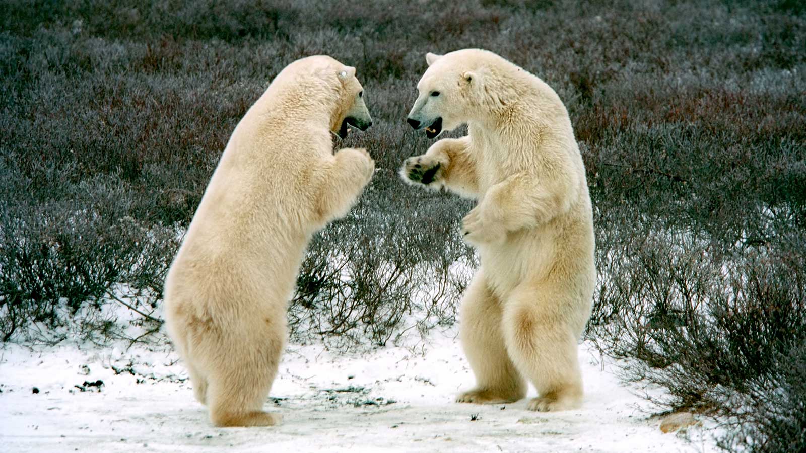 Boxing Polar Bears