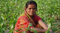 Indian farmer weeding maize