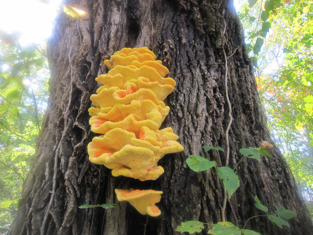 How to pick mushrooms without poisoning yourself Grist