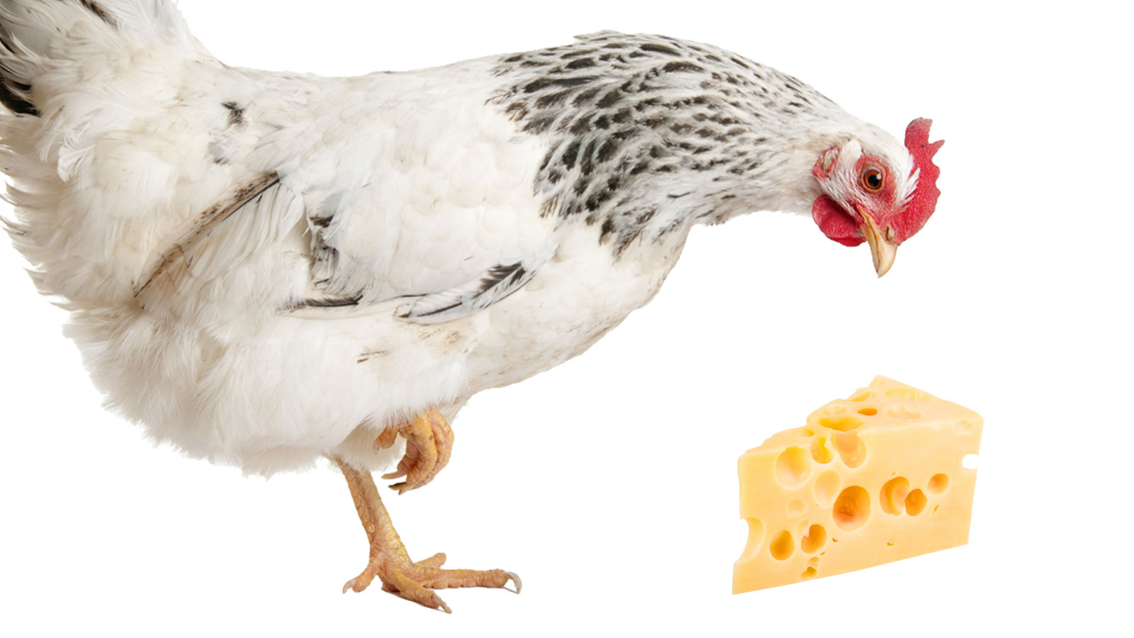 Chicken vs. Dairy