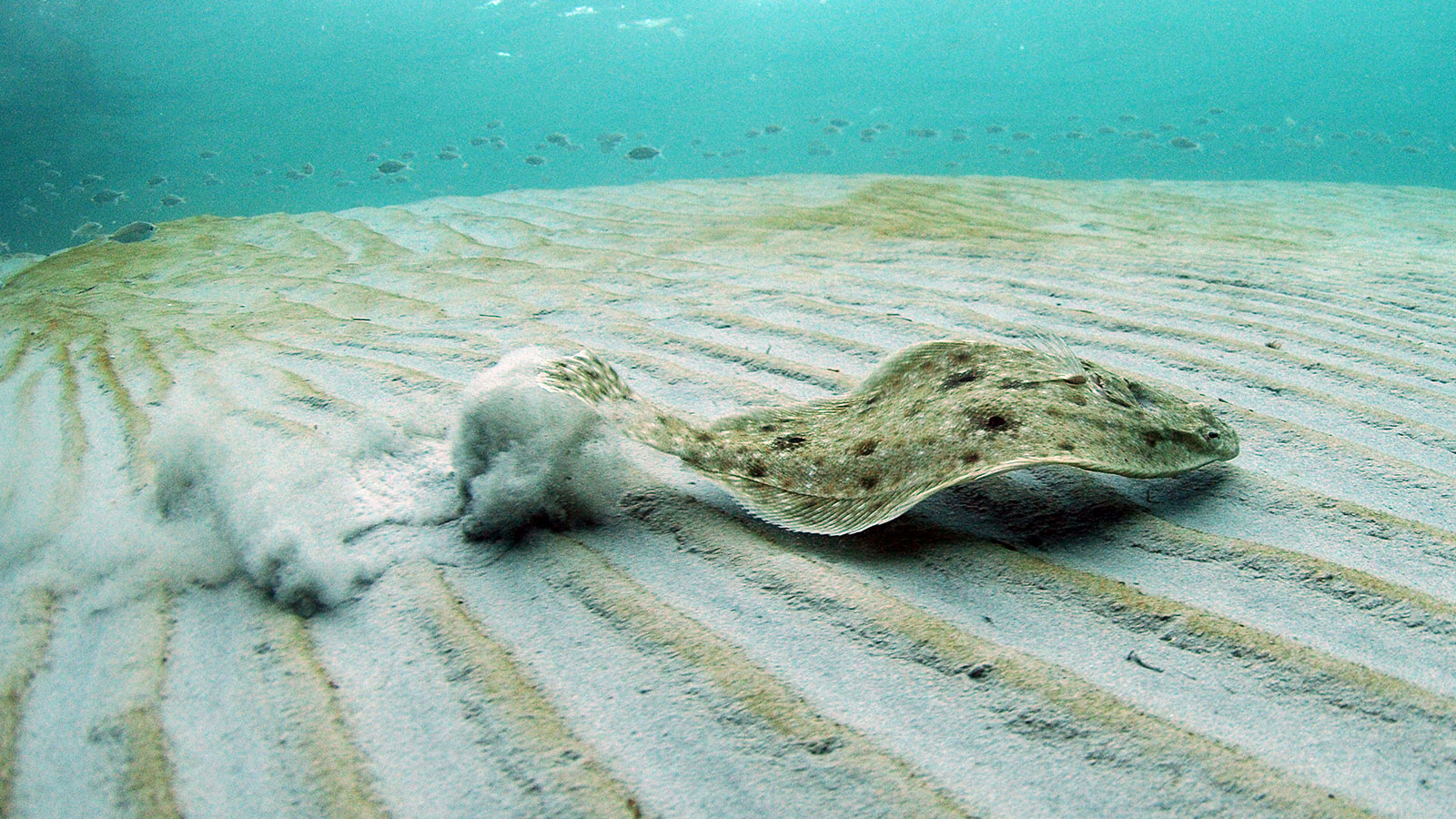 A flounder swimming just like a normal fish would swim.