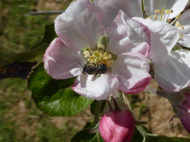 Native Australian bee on an apple blossom