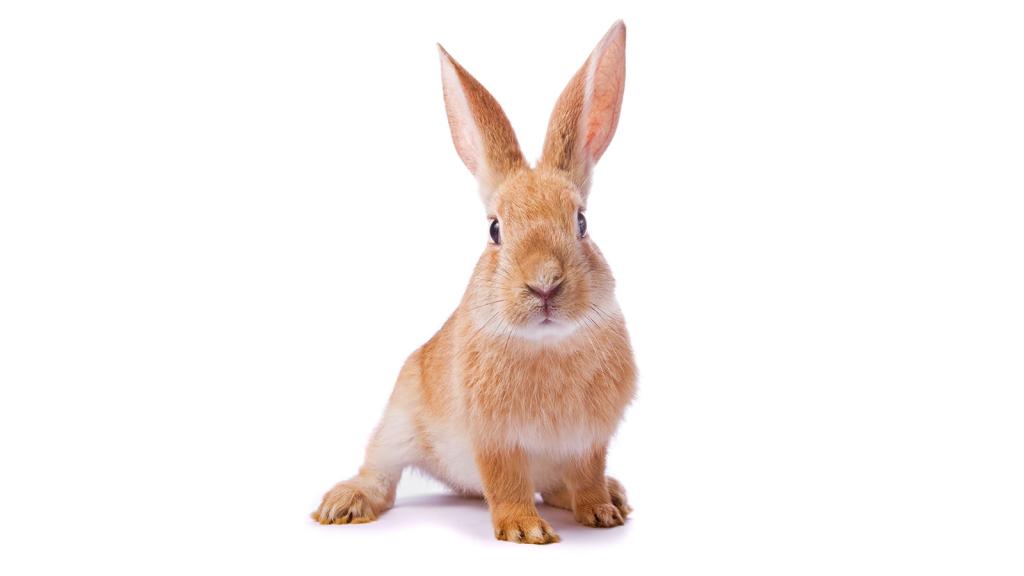 Curious young red rabbit