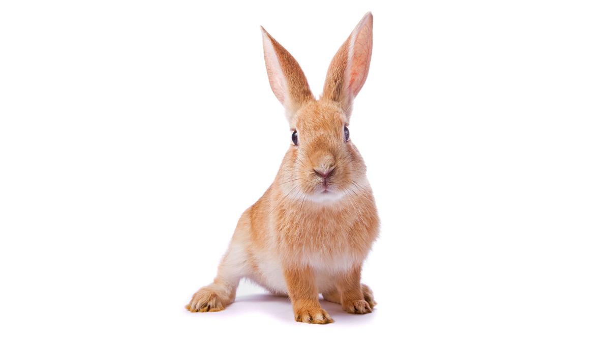 Curious young red rabbit