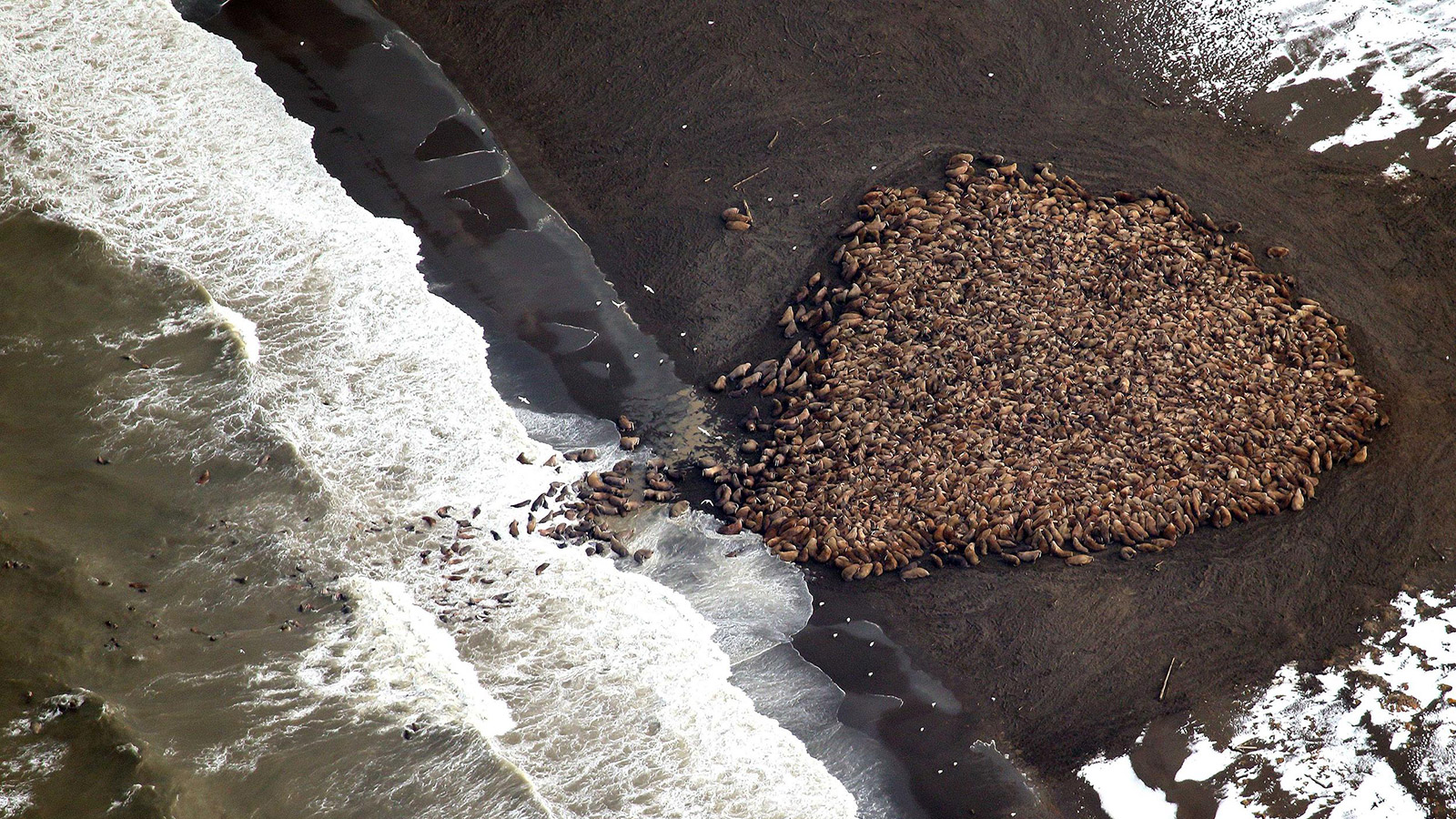 Walruses on shore in Alaska
