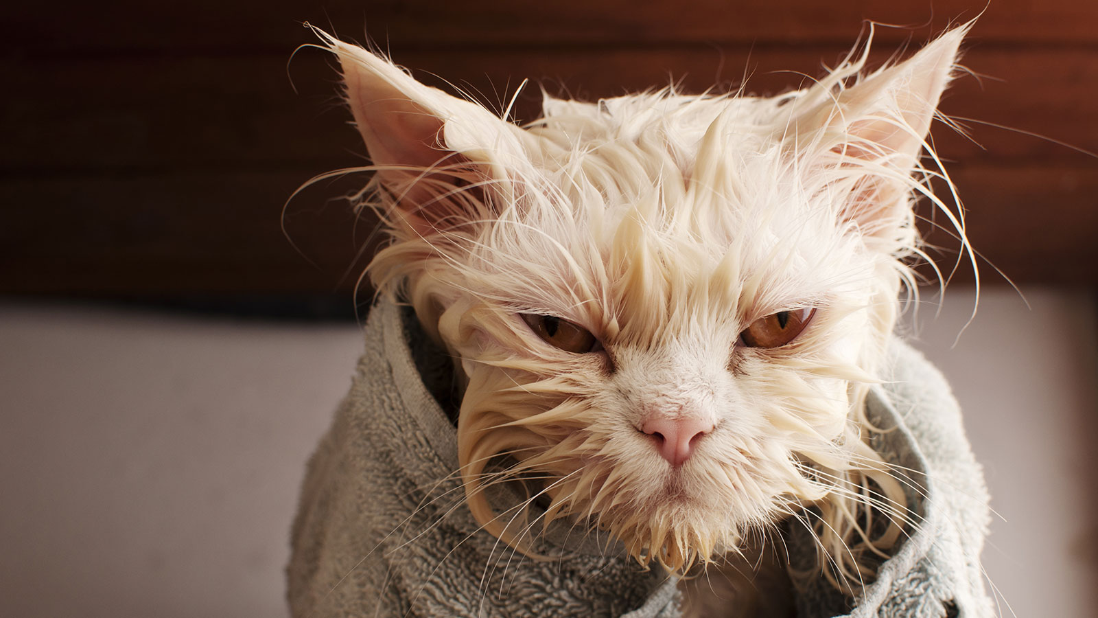 Wet cat after bath