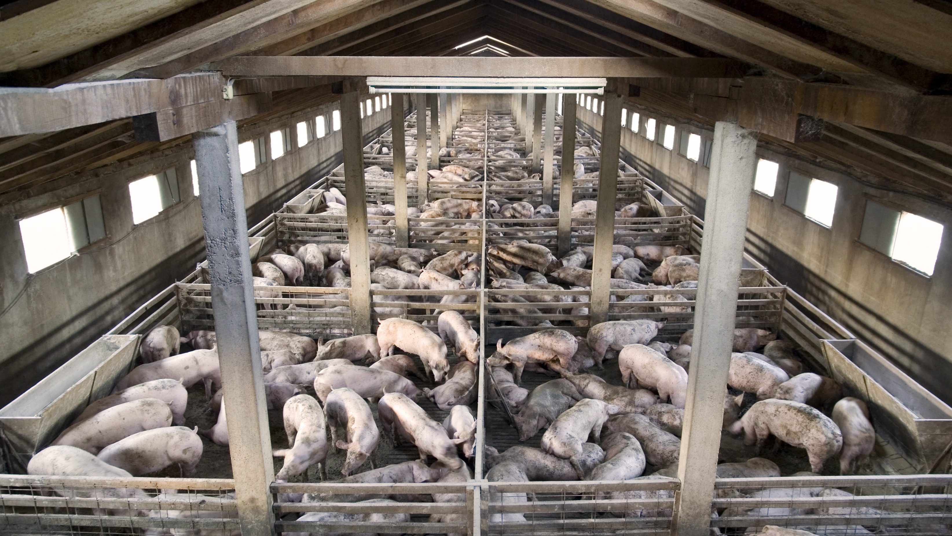 Giant hog farms are making people sick. Here's why it's a civil