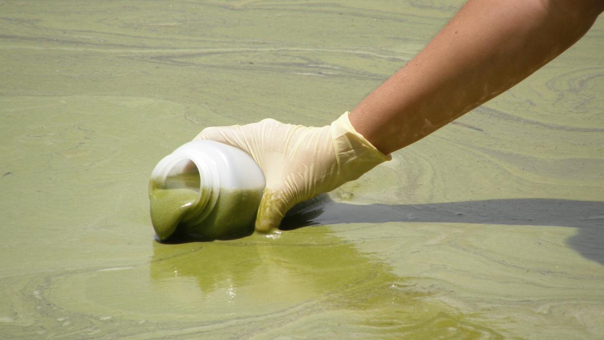 Green algal bloom forming a thick surface layer in Lake Dora, Florida.