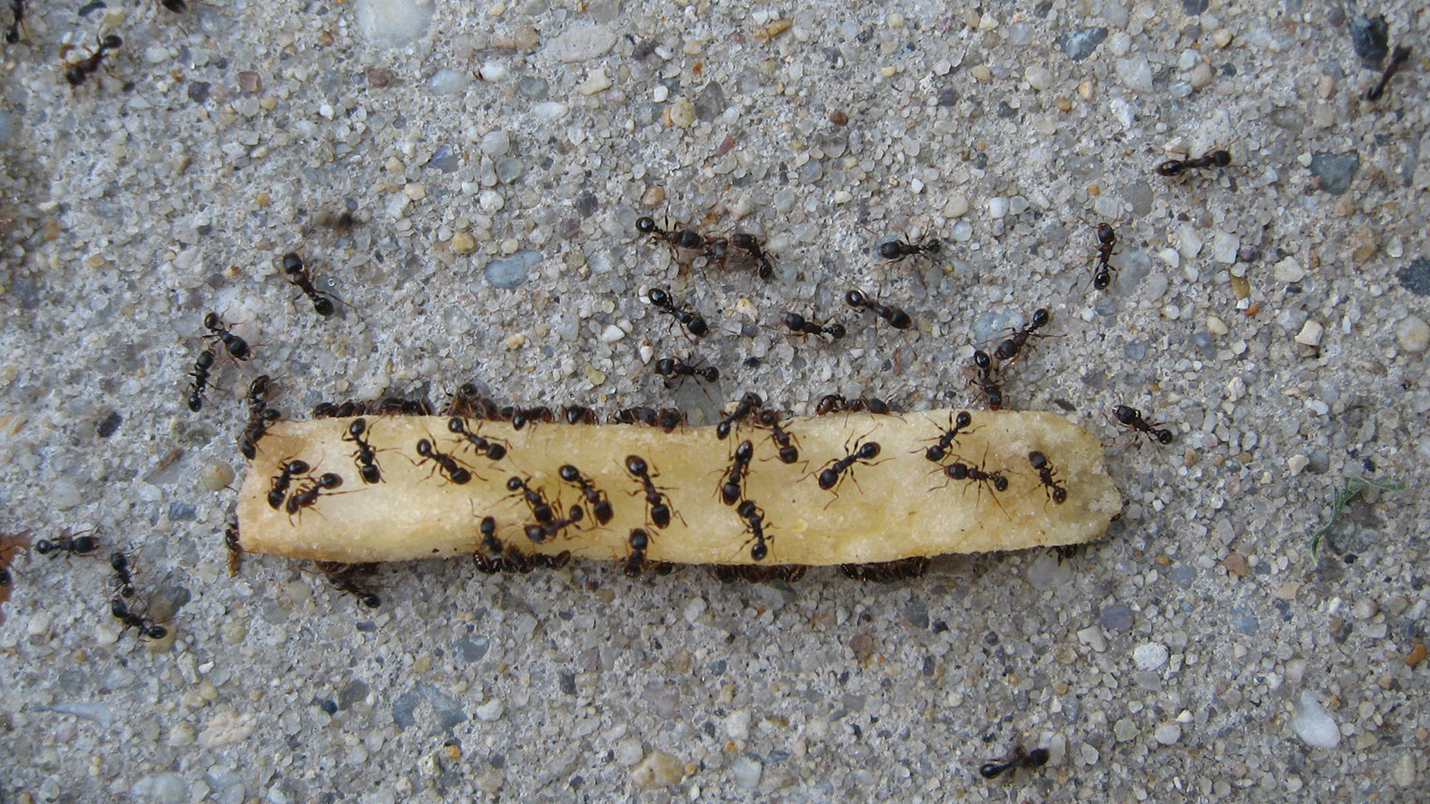 Ants like fries!