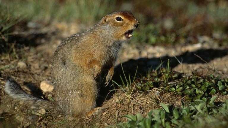 Arctic Ground Squirrel