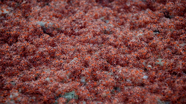 Finally, waves of baby crabs appear. 