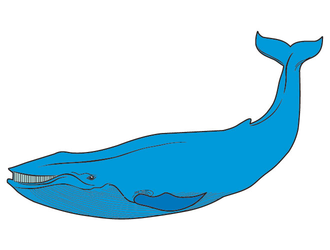 bluewhale