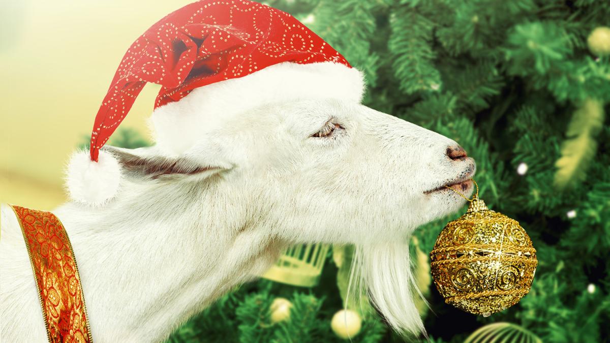 Santa Goat