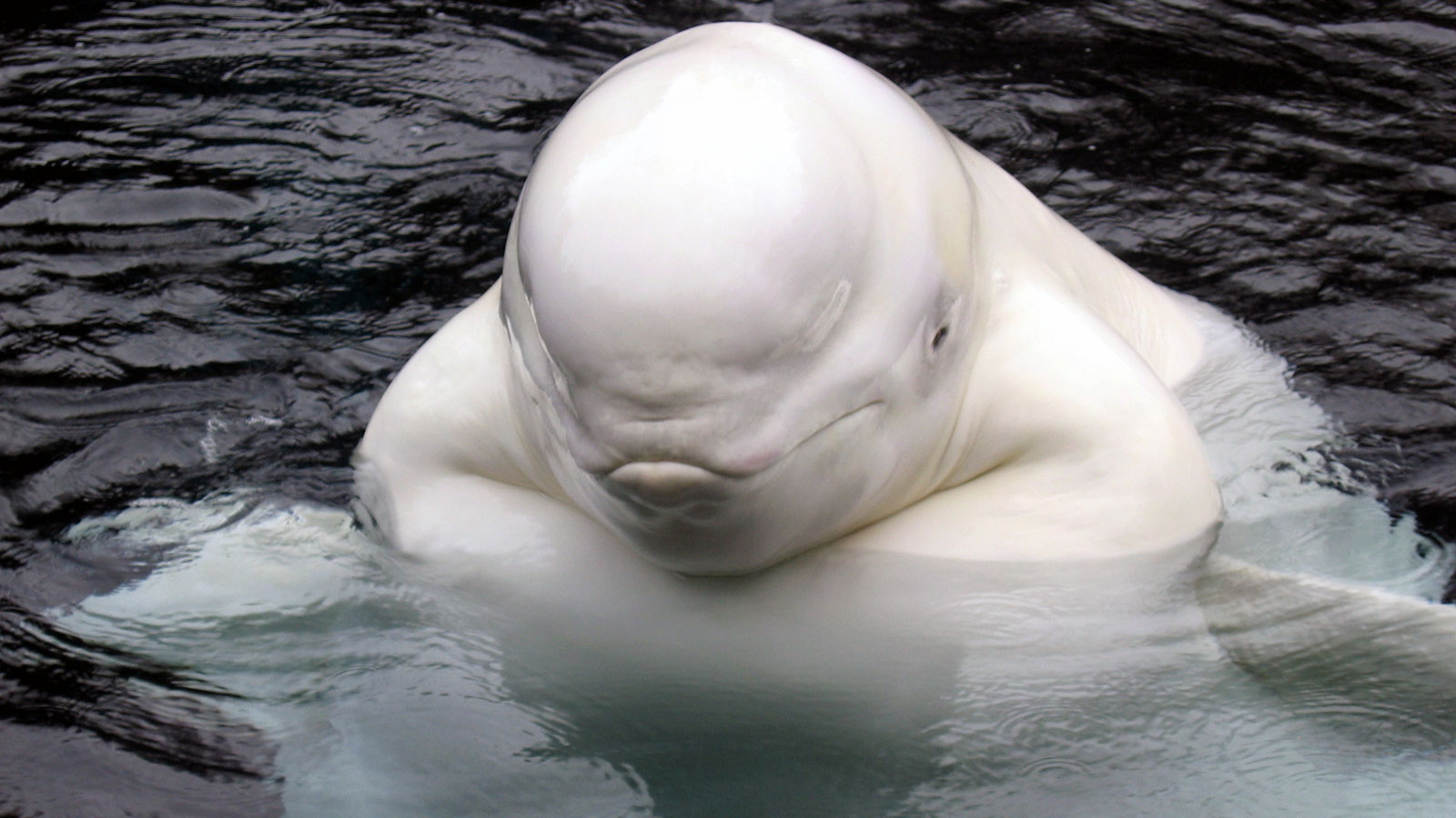 Smug fat beluga whale
