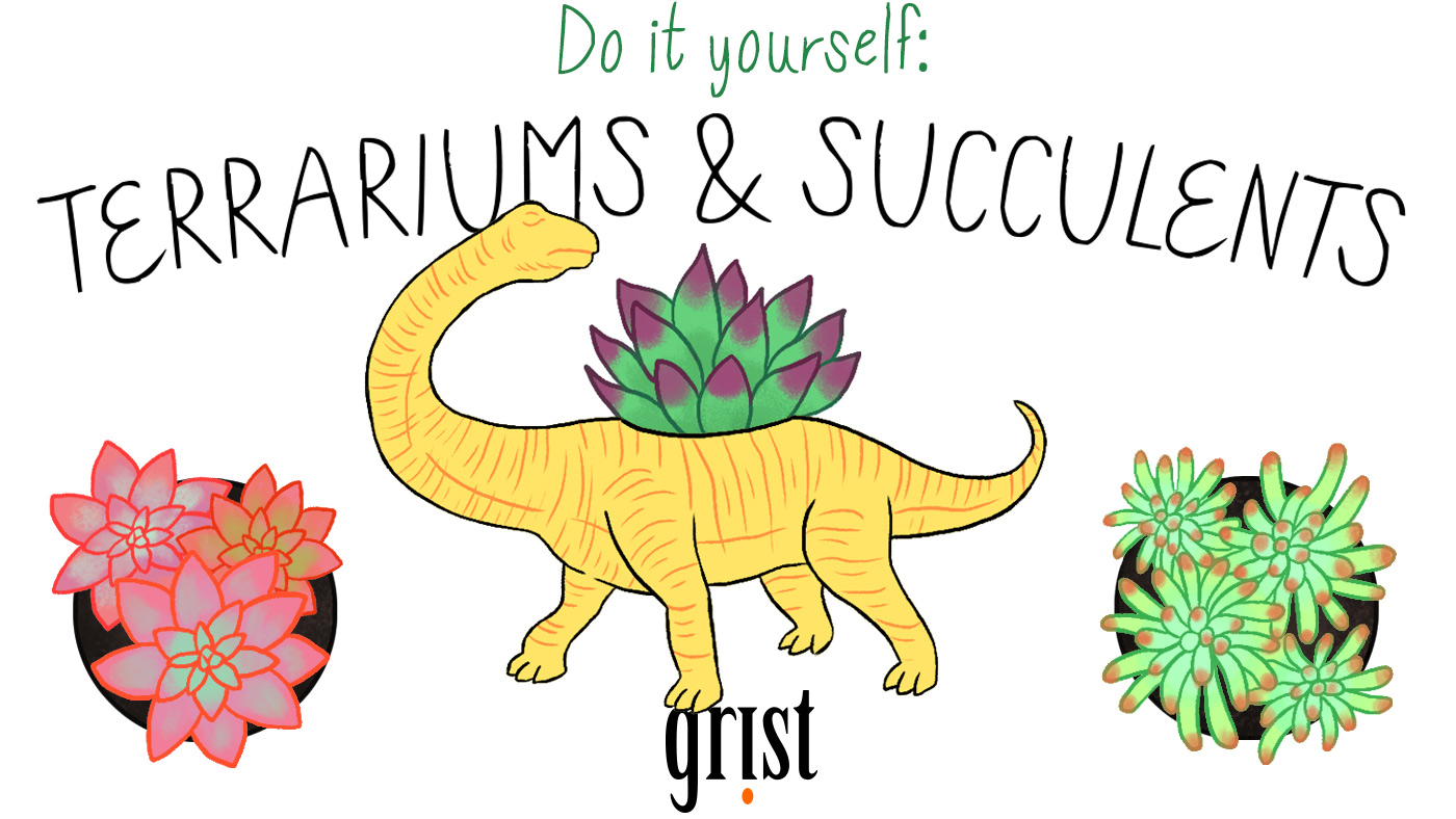 Do it yourself: Terrariums & Succulents