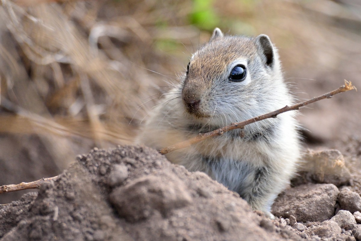 Hateful Little Cannibal Squirrels Could Help California Drought Grist