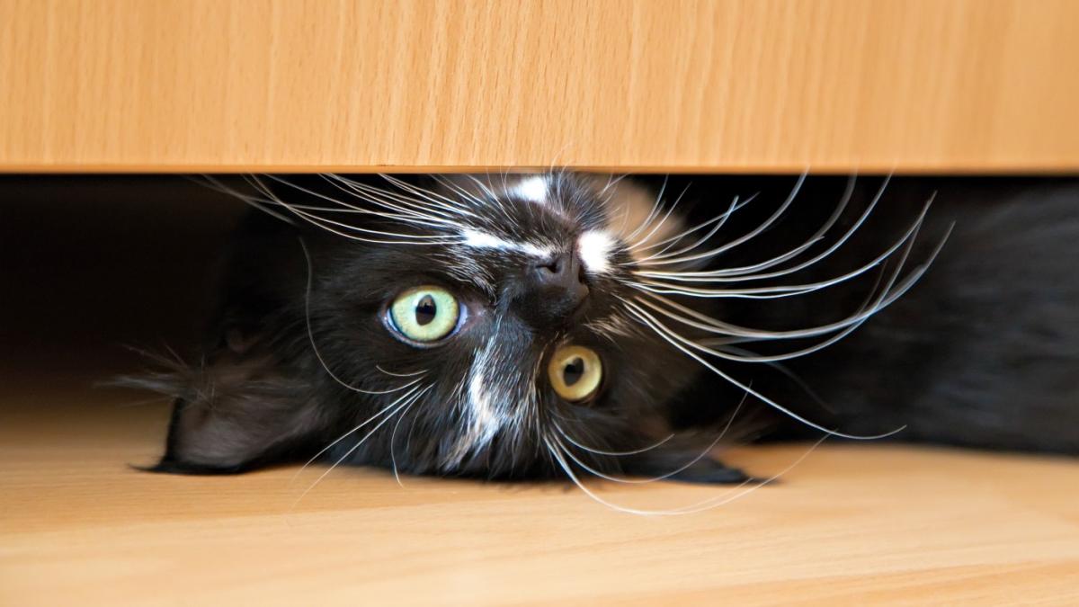 How can I keep my cat's fur from coating my house? Grist