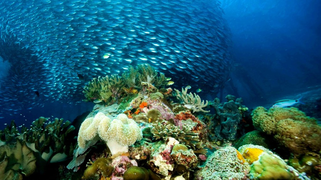 Coral reefs are about to crash in a big way