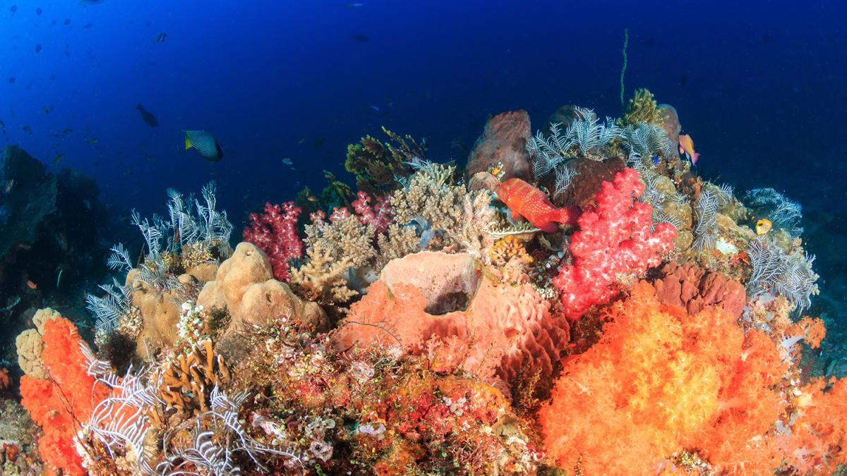 Coral