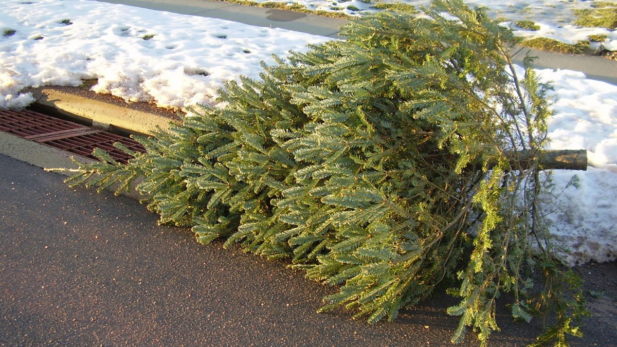 Dead Christmas tree
