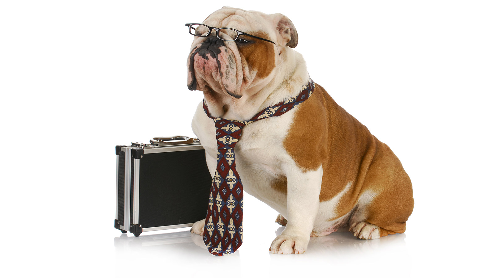 Dog with briefcase and tie