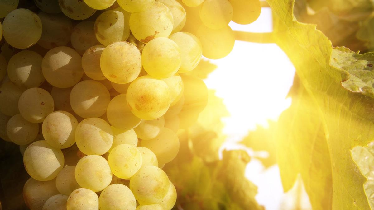 Sunny grapes