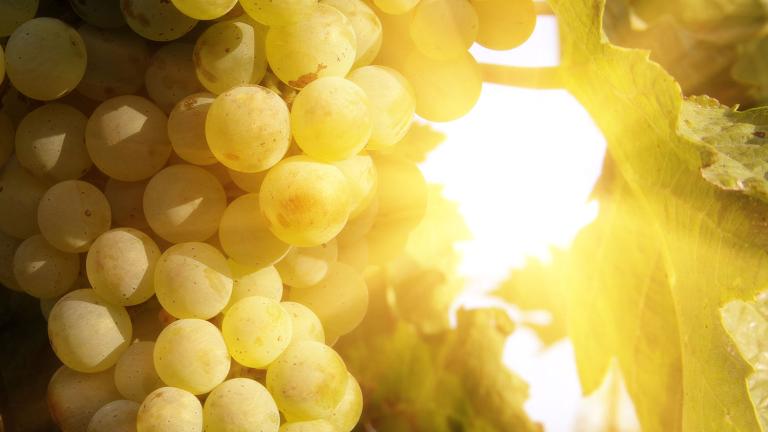 Sunny grapes