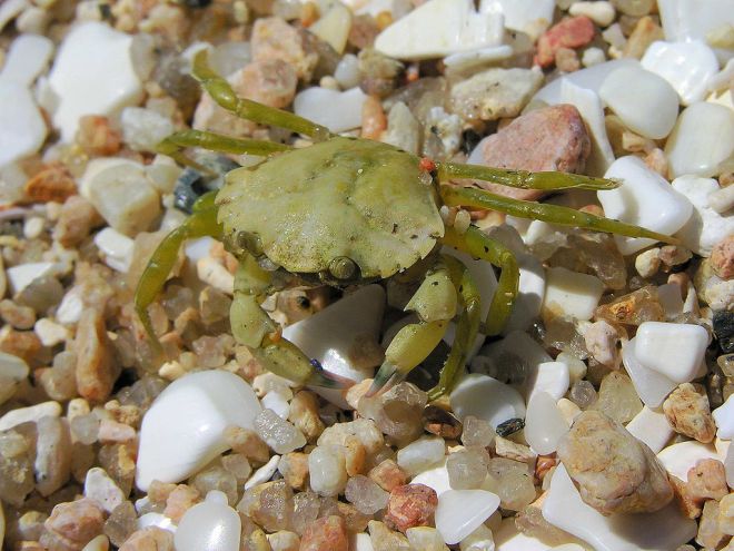 European green crab