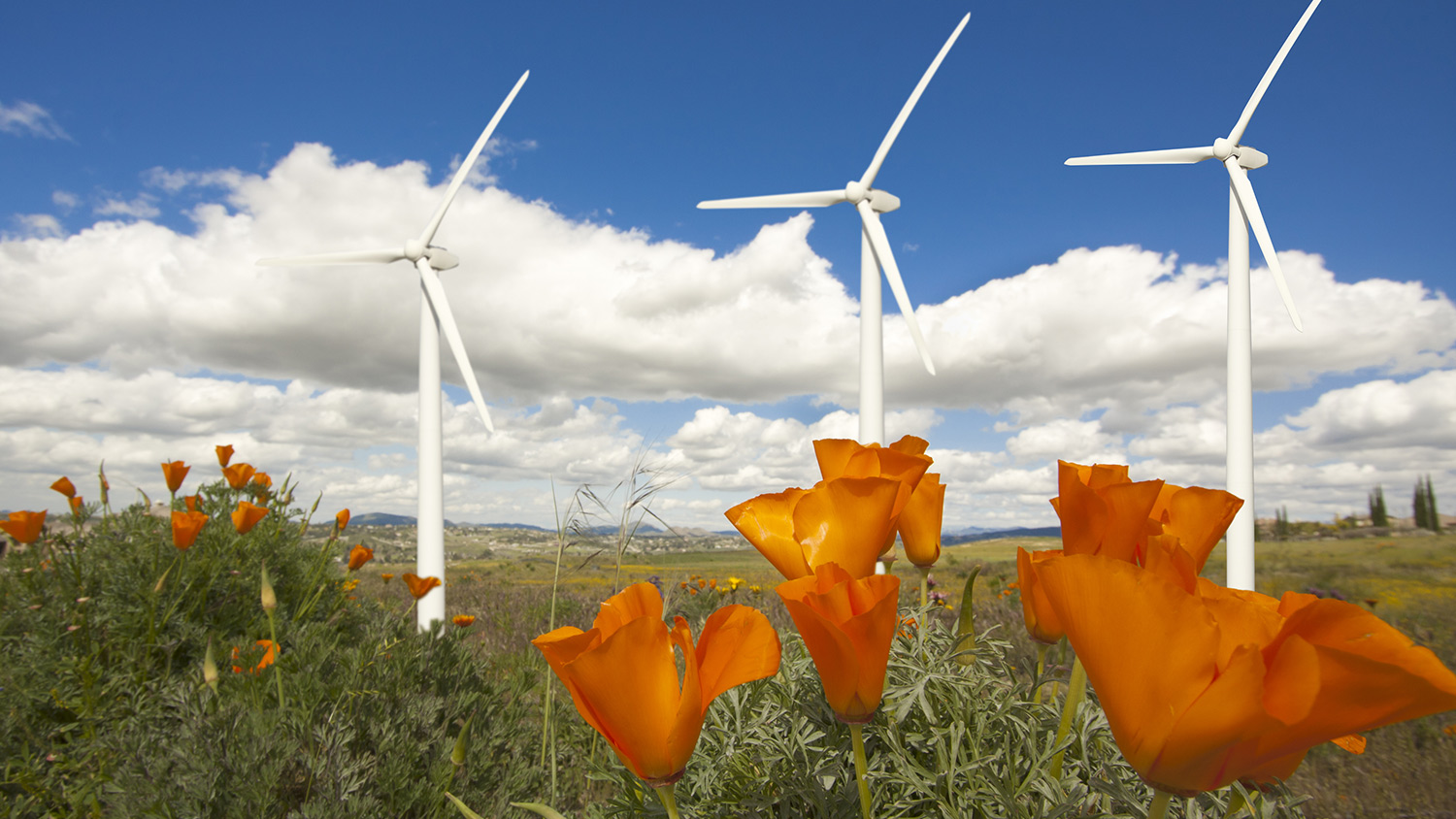 wind turbines and flowers