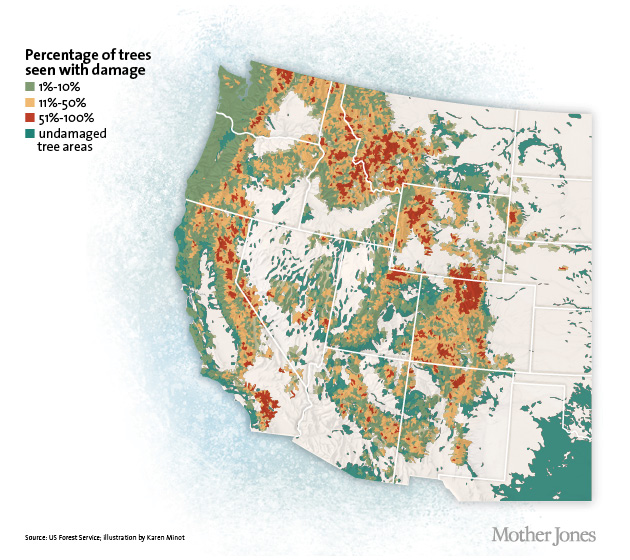 From 2000 to 2014, bark beetles destroyed large swaths of forests in the American West — and they're not done yet.