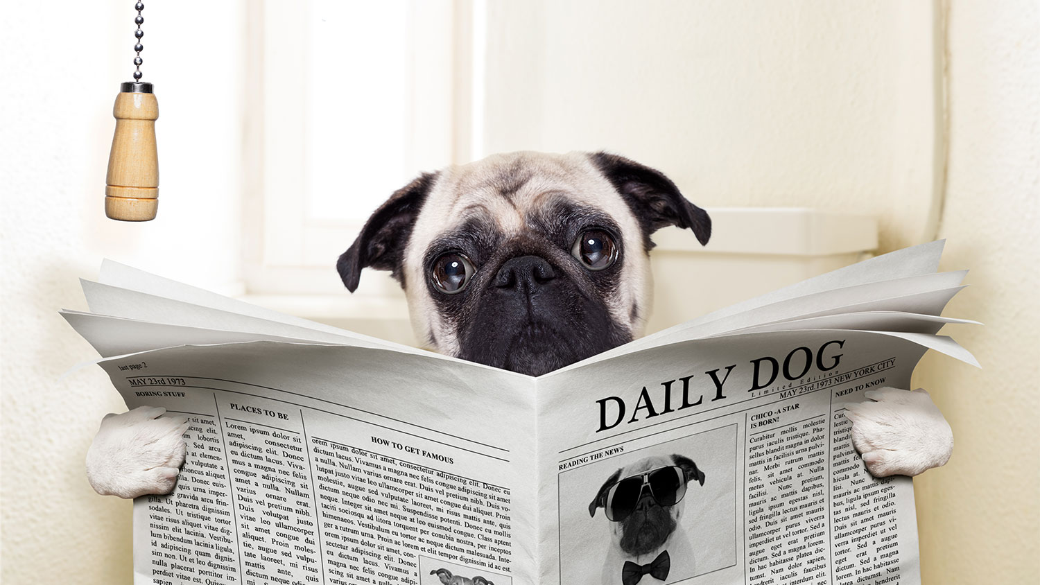 Daily dog, daily doo