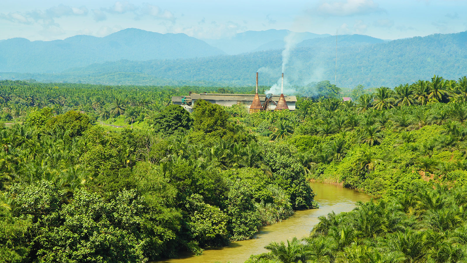 Palm oil factory