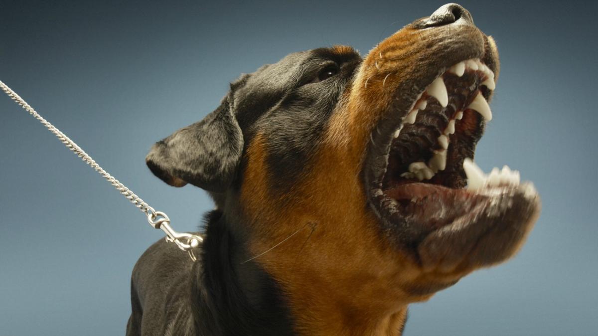 scary dog