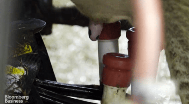 The Lely Astronaut, an automatic milking machine