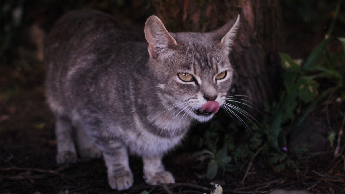 Feral cats are literally eating all of Australia’s wildlife Grist