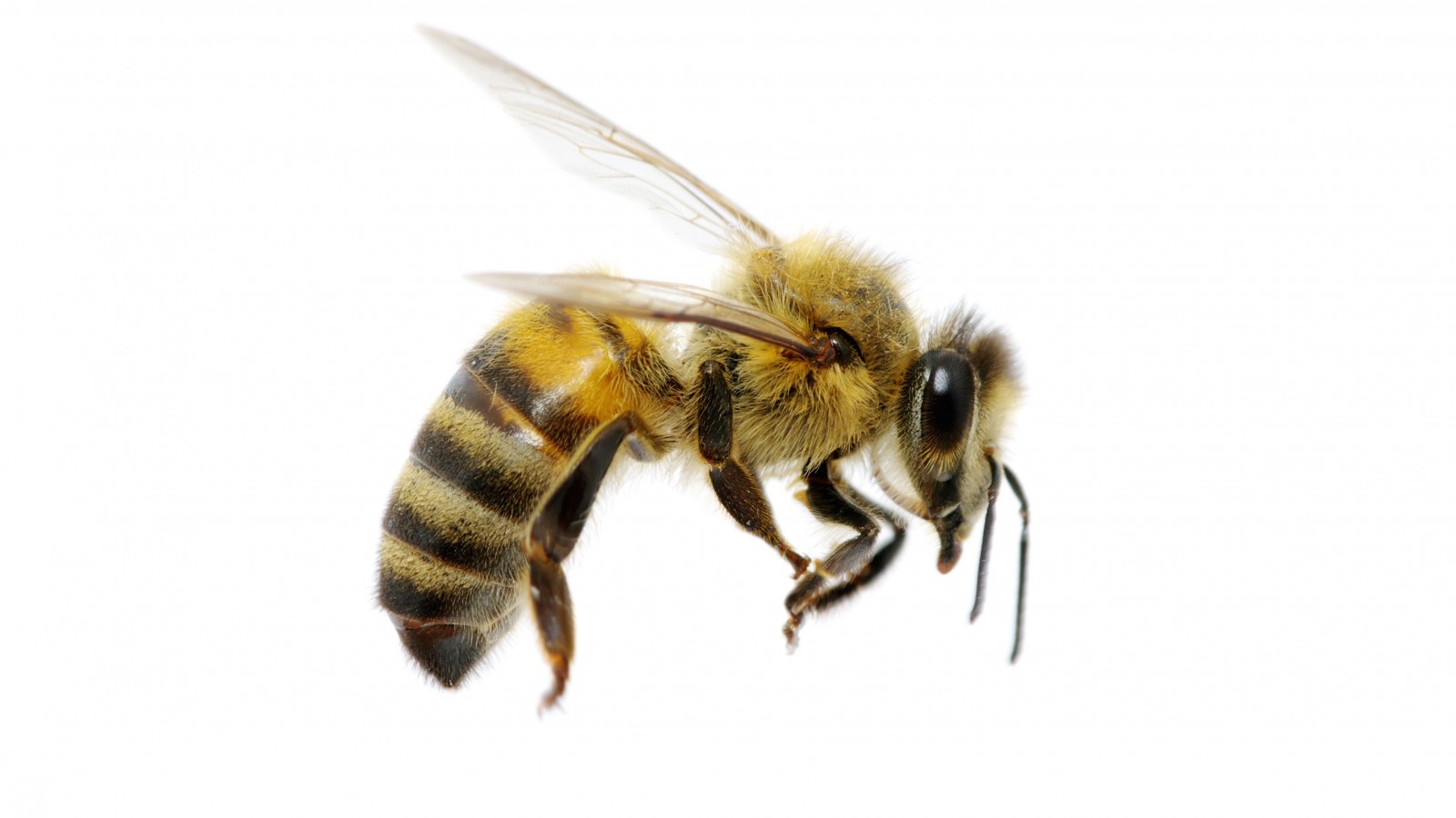 Little_honeybee cam
