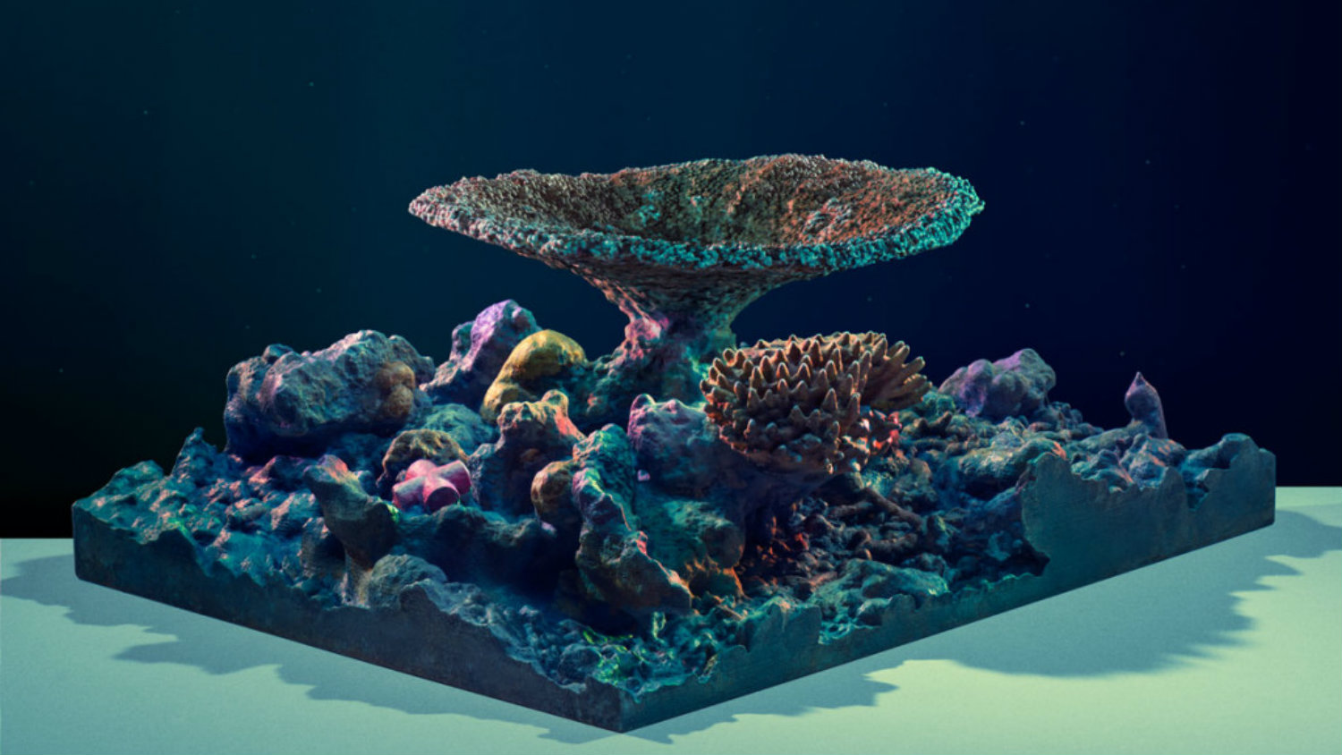 3d Coral Map Resize 