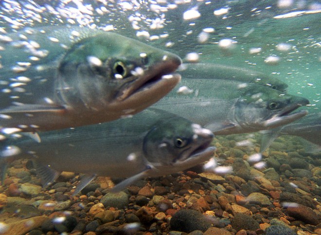 Migrating Alaska salmon. 