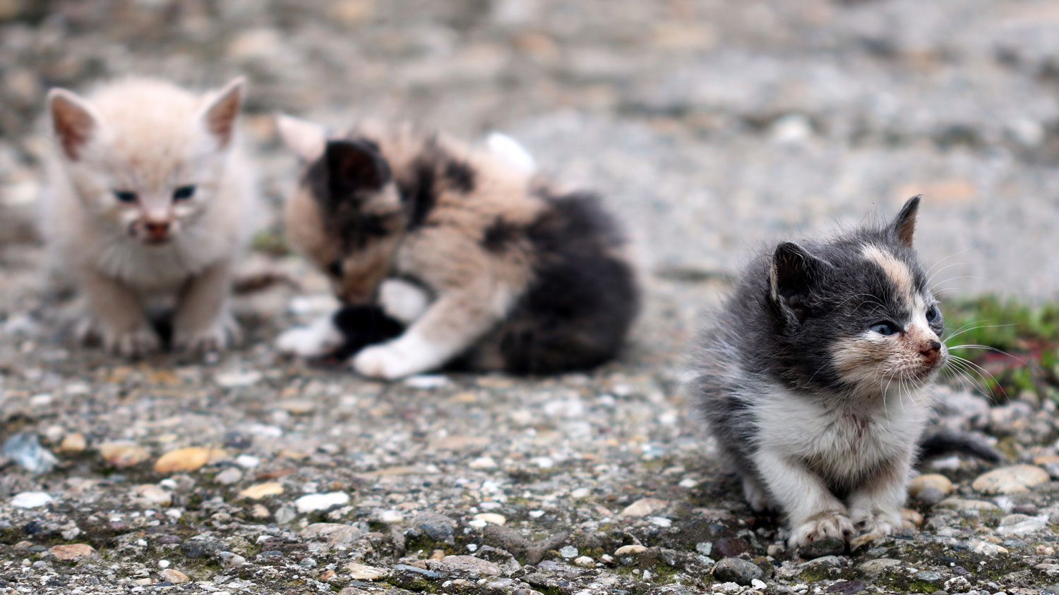 Oakland might not have much water, but it's littered with kittens | Grist