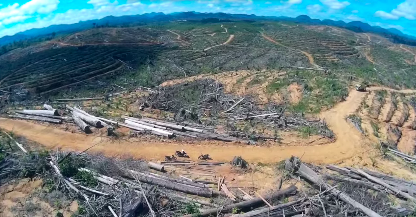 This palm oil company just bulldozed a rainforest | Grist