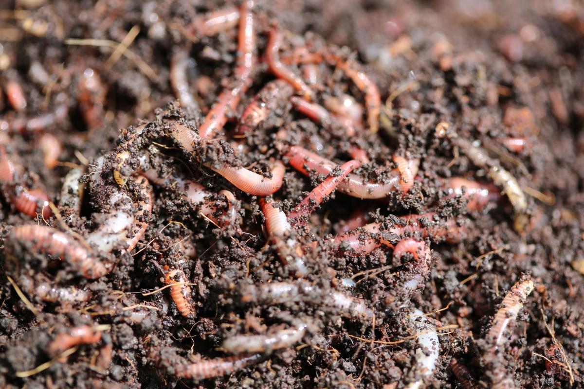 worms