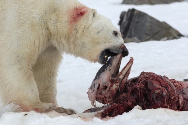 An adult polar bear feeding on the remains of a white-beaked dolphin in Raudfjorden on 2 July 2014. The dolphin is presumed to be a member of the same pod as the dolphins eaten by a bear in April.