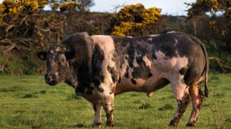 Belgian Blue cattle are famous for double muscling