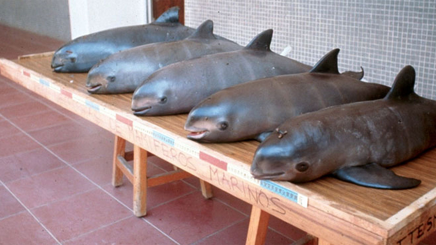 There are just 97 of these adorable porpoises left Grist
