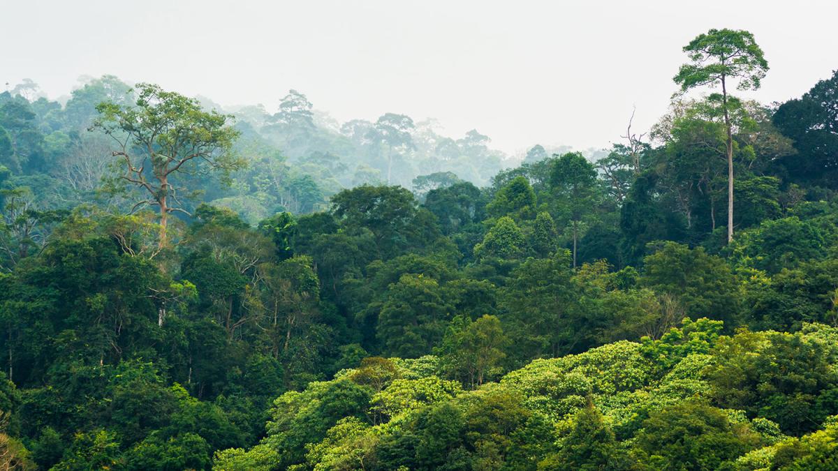 rainforest