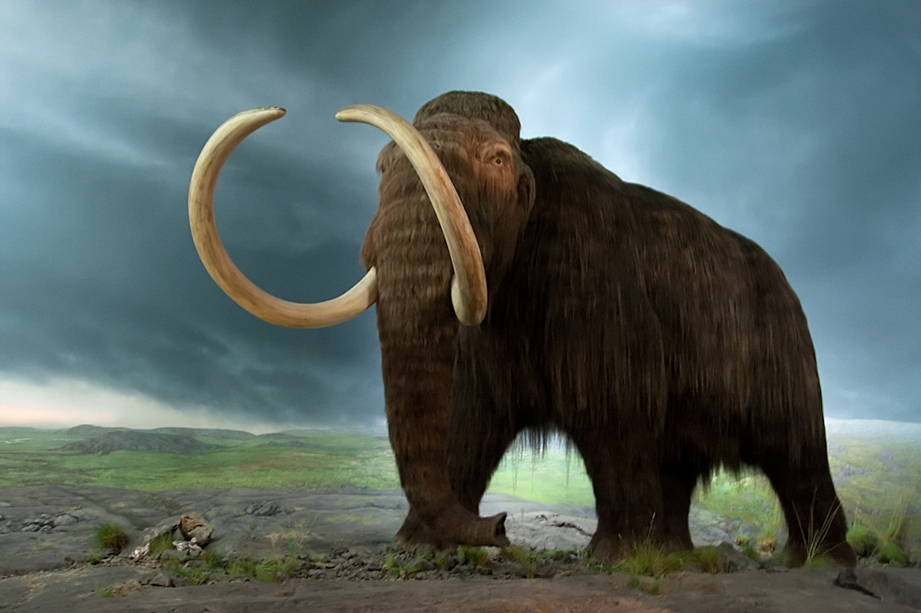 Stop blaming yourself for the woolly mammoth extinction | Grist