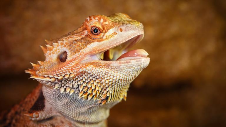 Bearded lizard